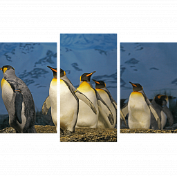 Картина «Императорские пингвины 1»