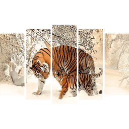 Картина «Амурский Тигр и малыш 5»