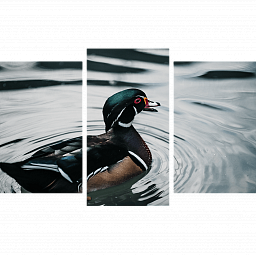 Картина «Плавающая утка 1»