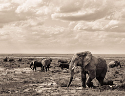 Картина «Слоны Африки»