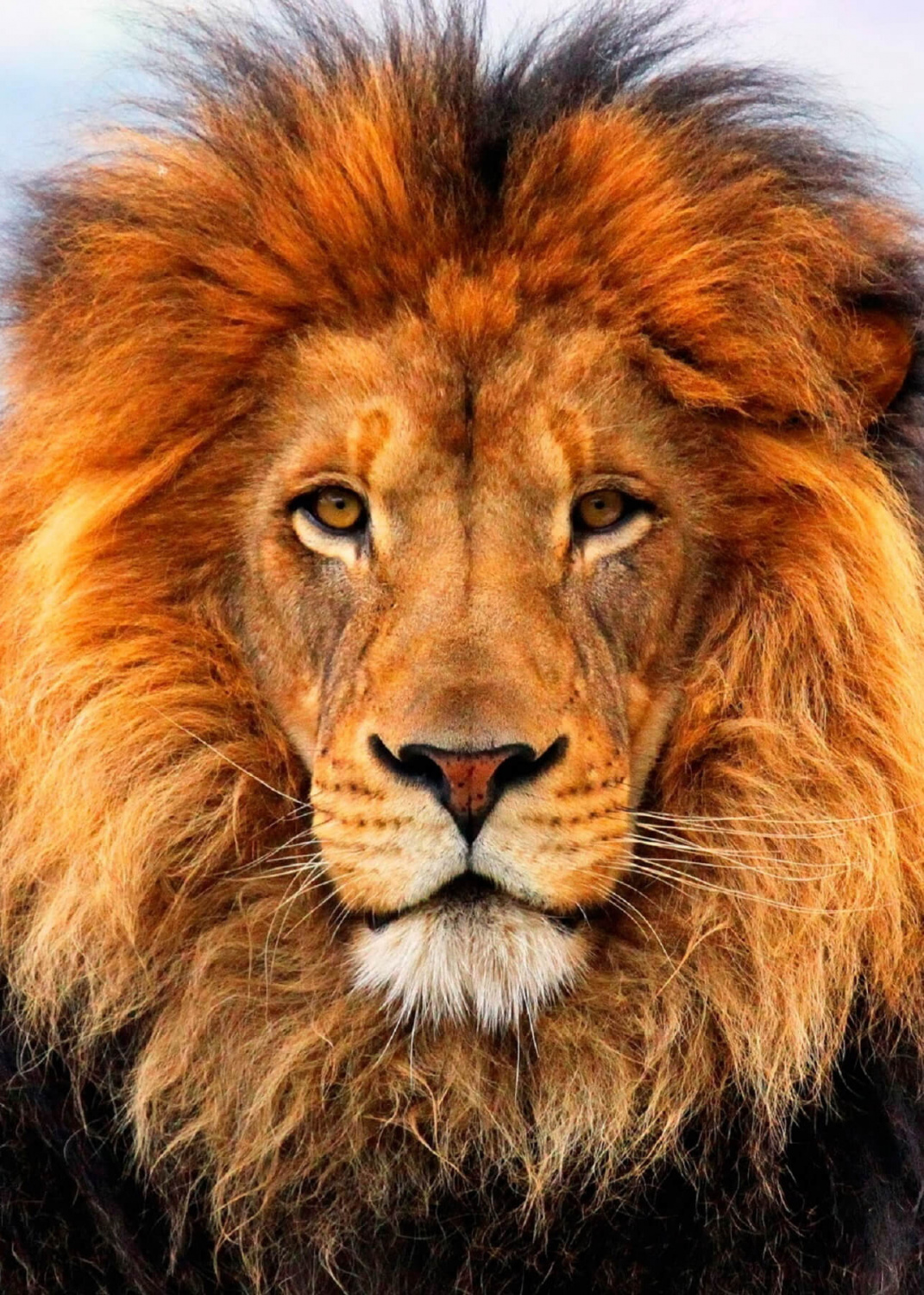Картина «Король Лев»