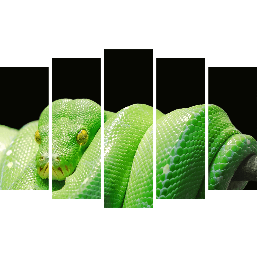 Зеленая змея 5