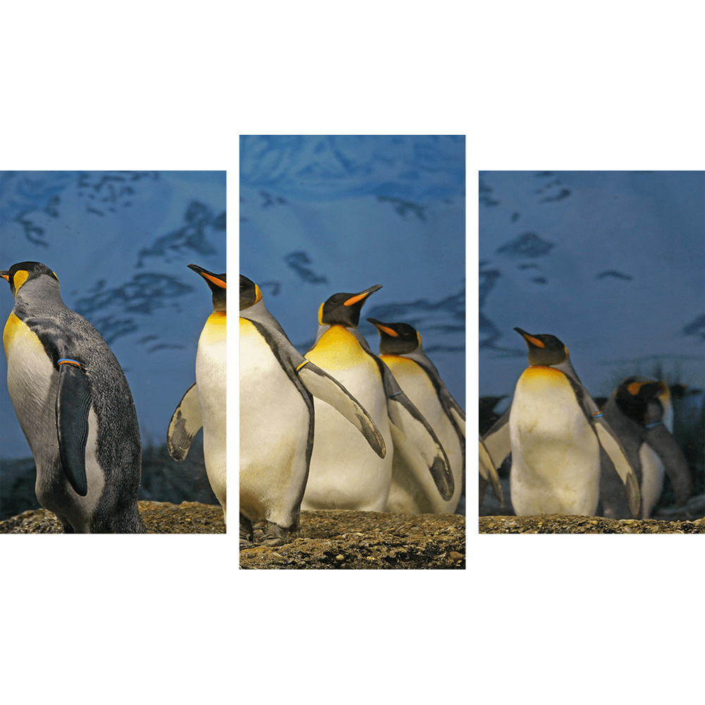 Императорские пингвины 1