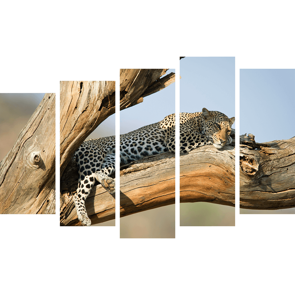 Картина «Отдых леопарда 6»