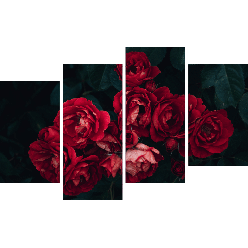 Красные розы 4