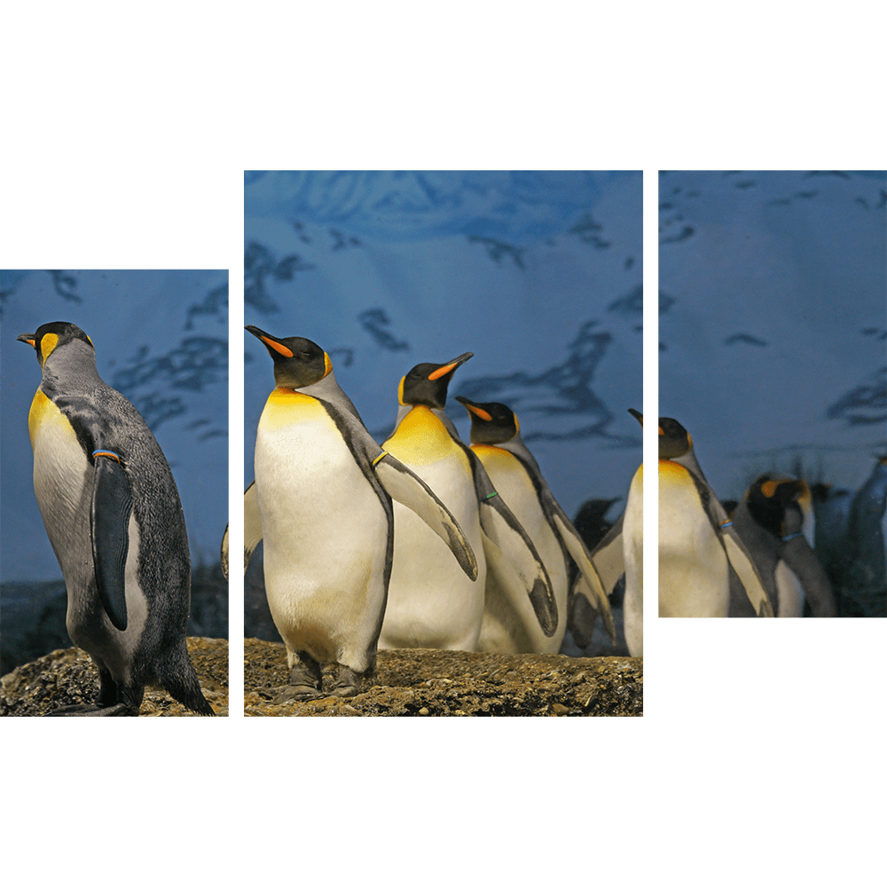 Картина «Императорские пингвины 2»