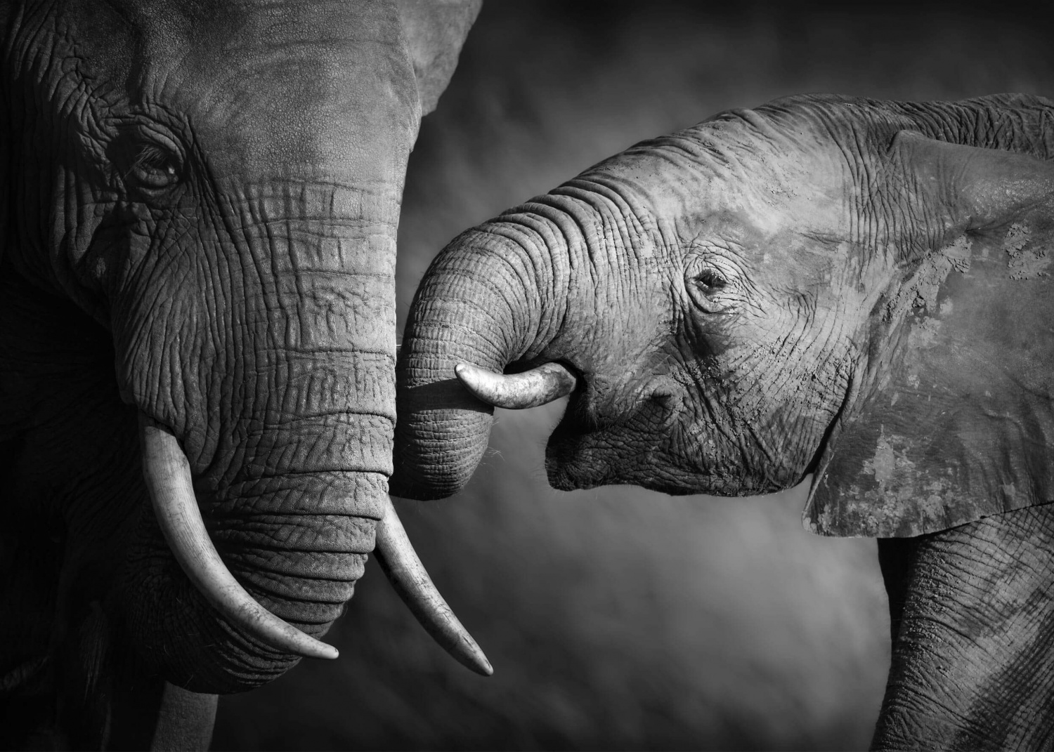 Мама и слоненок
