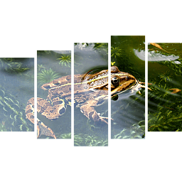 Картина «Лягушка в воде 6»
