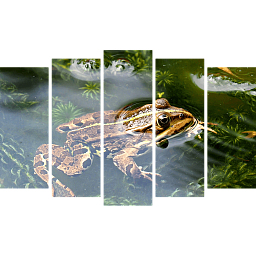 Картина «Лягушка в воде 5»