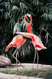 Картина «Фламинго»