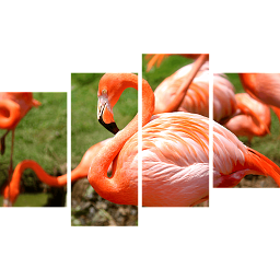 Картина «Фламинго 4»