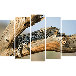 Картина «Отдых леопарда 5»