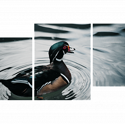 Картина «Плавающая утка 2»