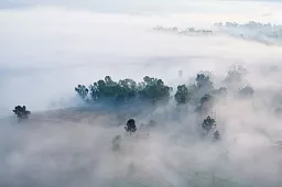 Картина «Зелень в тумане»