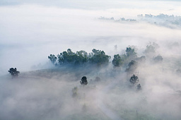 Картина «Зелень в тумане»