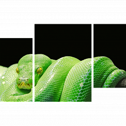 Картина «Зеленая змея 2»