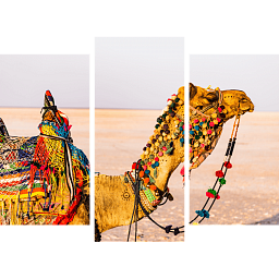 Картина «Верблюд в пустыне 1»