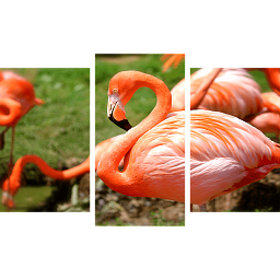 Картина «Фламинго 1»