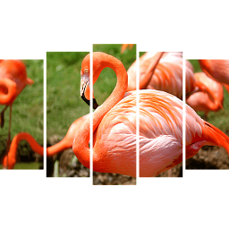 Картина «Фламинго 5»