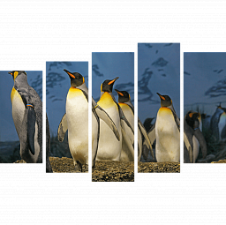 Императорские пингвины 6