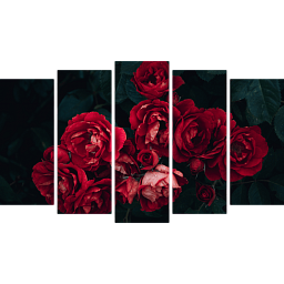 Красные розы 5