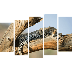 Картина «Отдых леопарда 6»