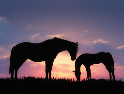Картина «Силуэты лошадей»