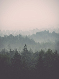 Картина «Лесной край»