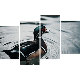 Картина «Плавающая утка 4»