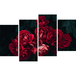 Красные розы 4