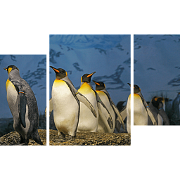 Императорские пингвины 2