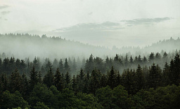 Картина «Лес в тумане»