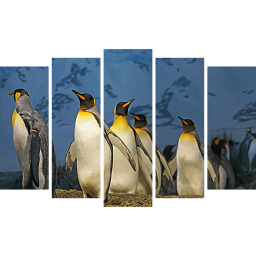 Императорские пингвины 5
