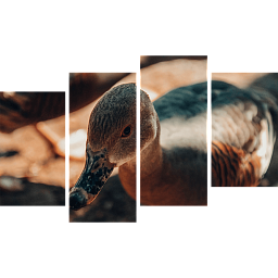 Картина «Утка 4»
