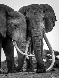 Картина «Слоны»