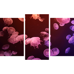 Яркие медузы 1