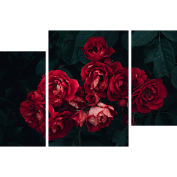 Красные розы 2