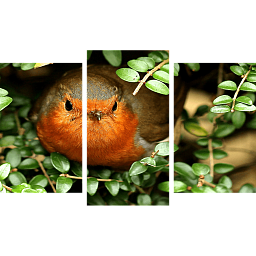 Картина «Птица Зарянка 1»