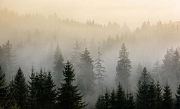 Картина «Утренний туман»