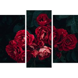 Красные розы 1