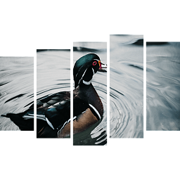 Картина «Плавающая утка 6»