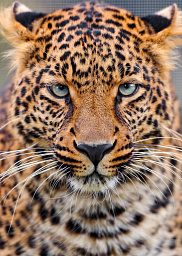 Молодой Леопард